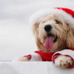 Eine hundsmässige Weihnachtsgeschichte